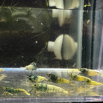 Blue Bolt Freshwater Shrimp group of 10 (Stock Photo)