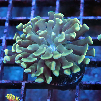 Teal Branching Hammer