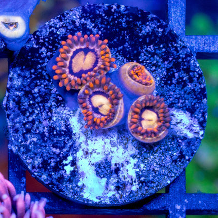 Orange Sunburst Zoa