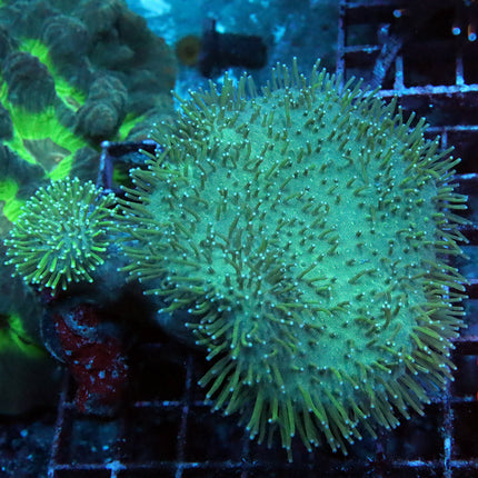 Long Tentacle Leather Coral