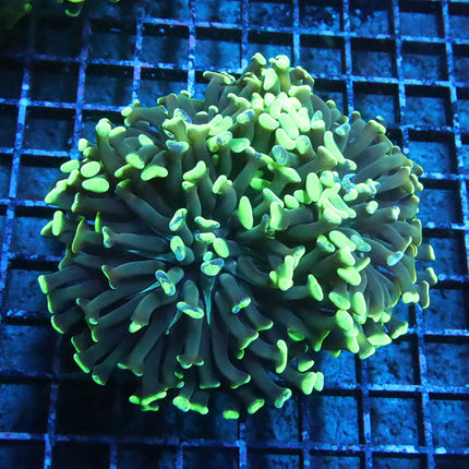 Ultra Neon Branching Hammer