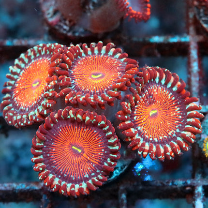 Salted Agave Zoa