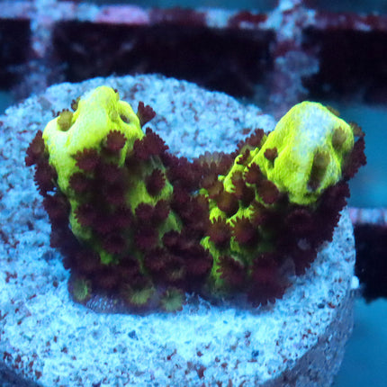Neon Spongodes Montipora
