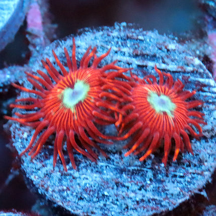 Chrysanthemum Zoa