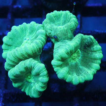 Minty Candy Cane