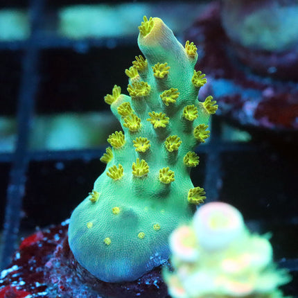 POTO Yellow Bonsai
