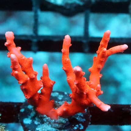 TNT Anacropora