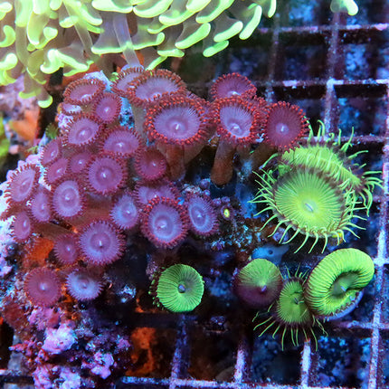 Xmen Zoa With Nuclear Paly