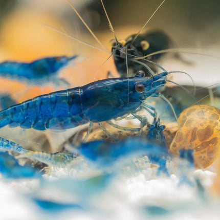Freshwater Blue Dream Shrimp (Neocaridina) - (Pack of 5)