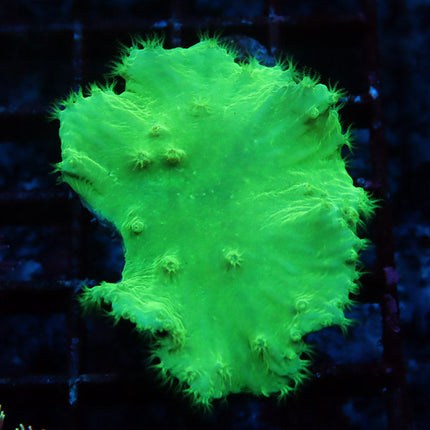 Neon Cabbage Coral