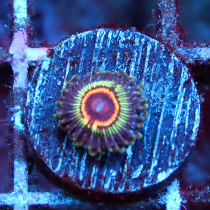 Rainbow Eclipse Zoa