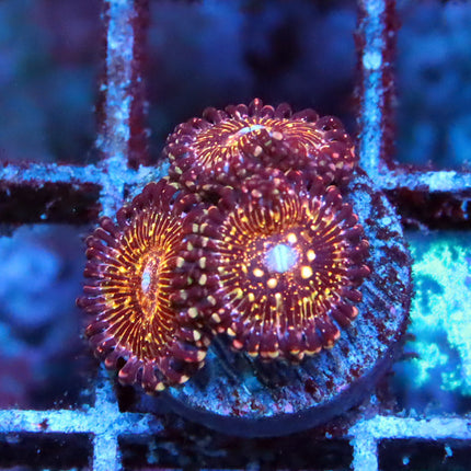Jason Fox Acid Trips Zoa