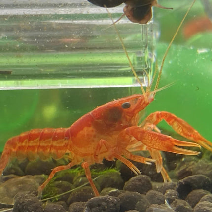 Freshwater Dwarf Orange Mexican Crayfish CPO (Crayfish) - (A pair)