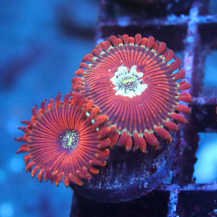 Magician Zoa