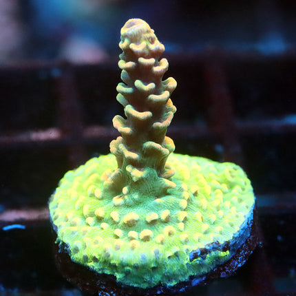 BK Chem Fruit Loops