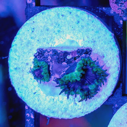 Blue Death Paly
