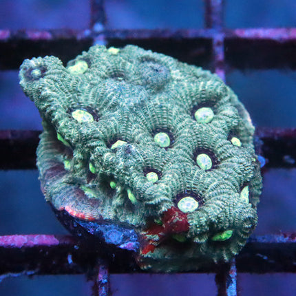 Splatter War Coral