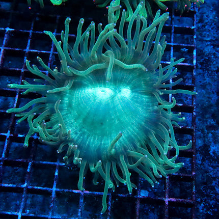 Aussie Elegance Coral