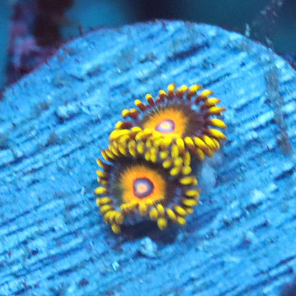 Super Saiyan Zoa