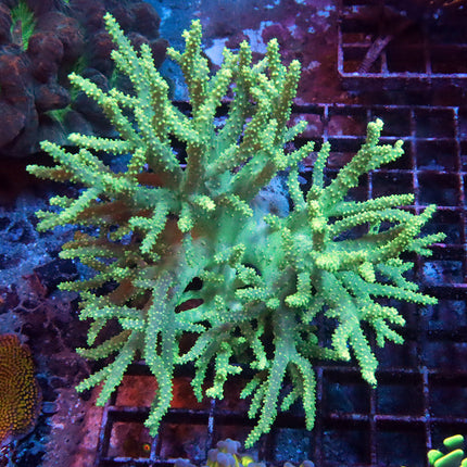 Ultra Neon Aussie Singularia Coral