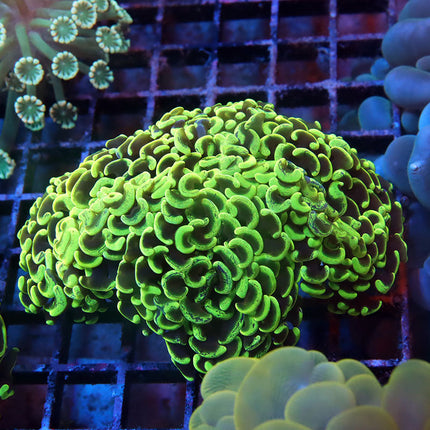 Neon Wall Hammer