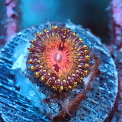 Kamikaze Kush Zoa