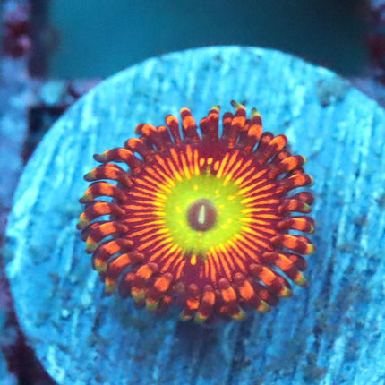 SBB Hephaestus Zoa