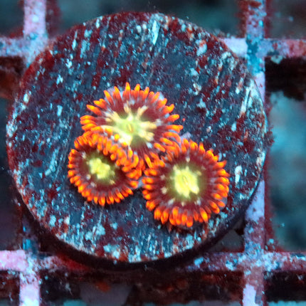 WWC Alpha & Omega Zoa