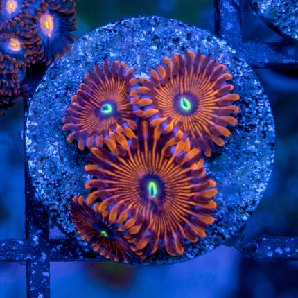 OG RPE Paly