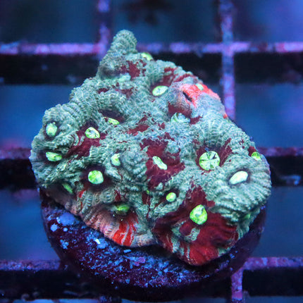 Splatter War Coral