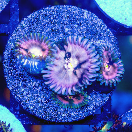 Purple Nebula Paly