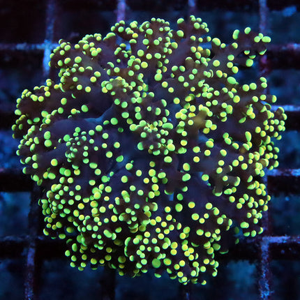 Rainbow Octospawn