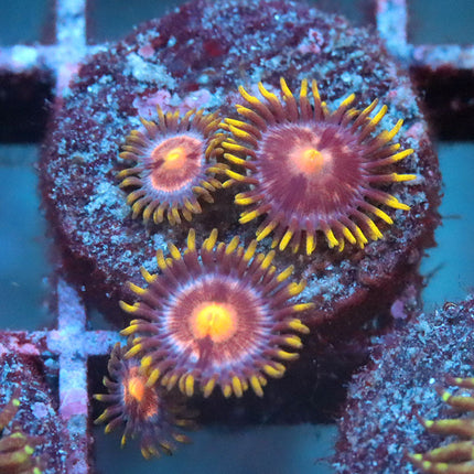 POTO Blazing Lemon Zoa