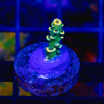BKchem Fruitloop Tenuis