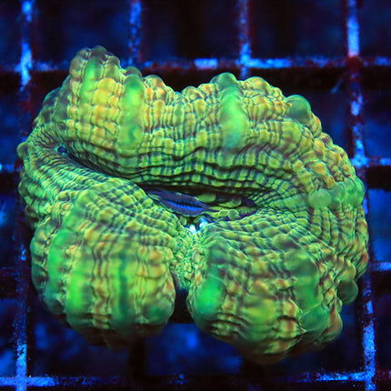 Ultra Cynarina coral