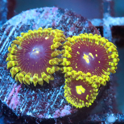 Exosphere Zoa