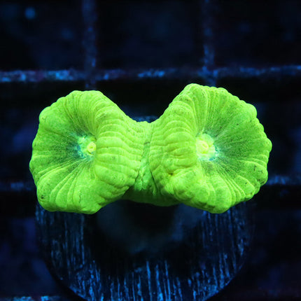 Kryptonite Candy Cane