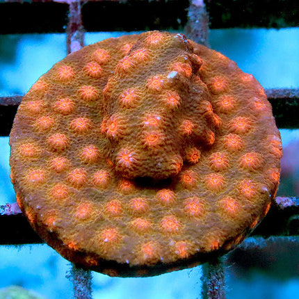 Defcon Cyphastrea