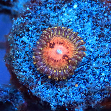 Kamikaze Kush Zoa