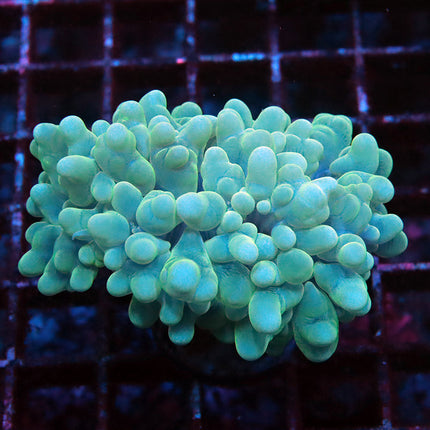 Teal Branching Pearl Bubble