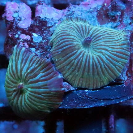 POTO Satisjaction Mushroom