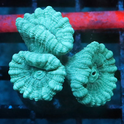 Teal Candy Cane
