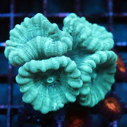 Fat Head Mint Candy Cane