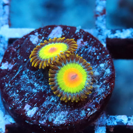 Rasta Zoa