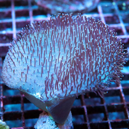 Long Polyp Leather Coral