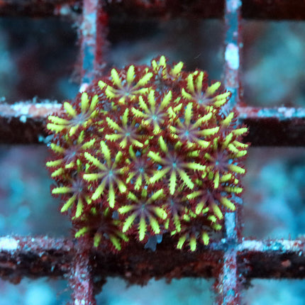 Blue Sympodium