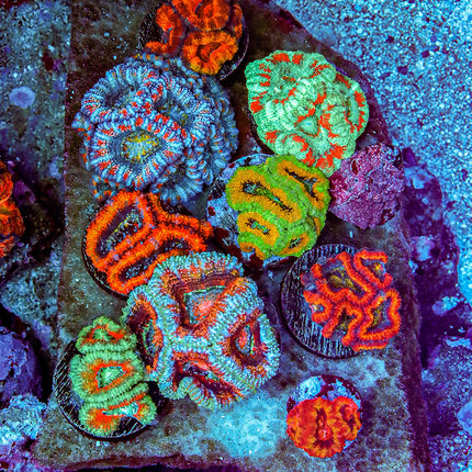 POTO Ultimate Acan Plate