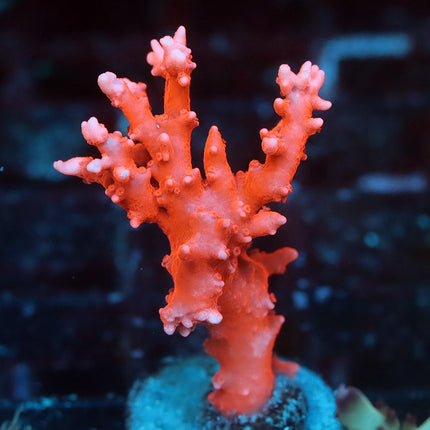 Jason Fox TNT Anacropora