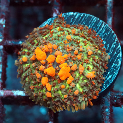 Sunkist  Bounce Mushroom