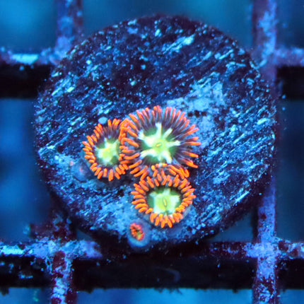 WWC Alpha & Omega Zoa